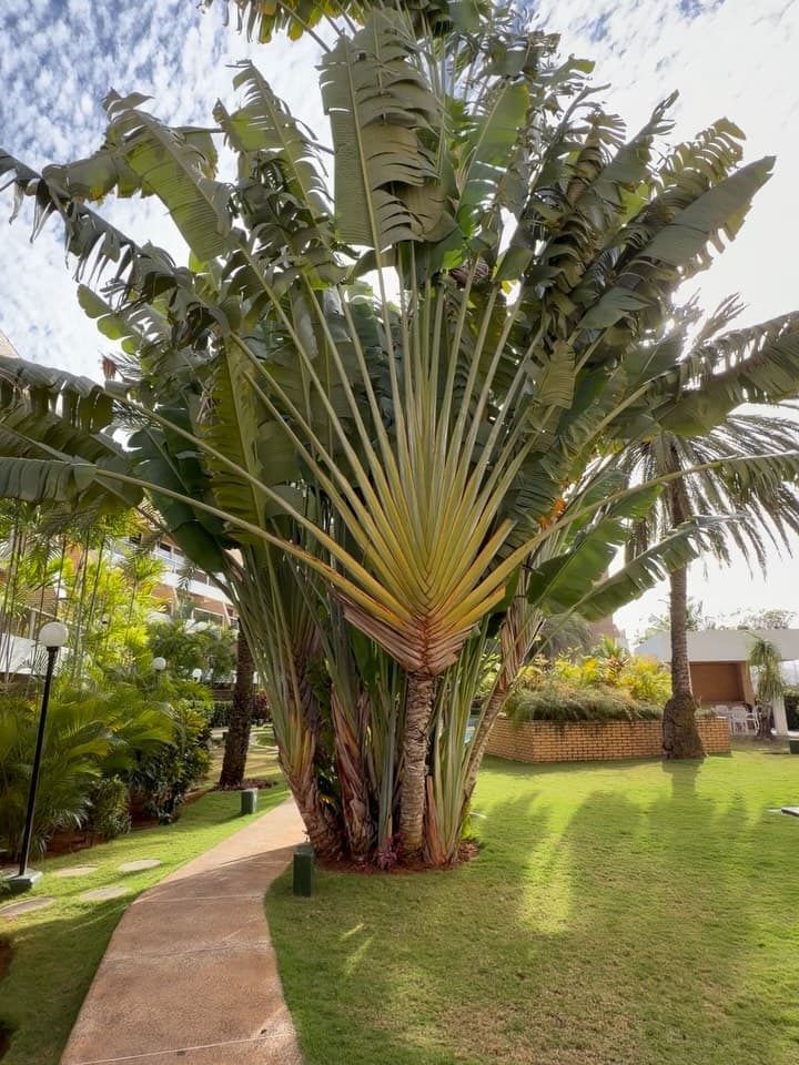 Penthouse Duplex en Playa Moreno, Isla de Margarita 14